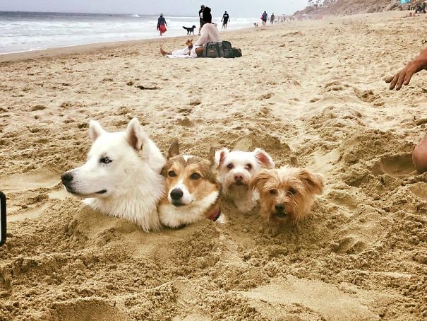 Funny Beach 5
