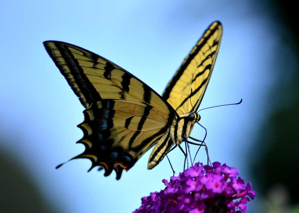 Successful Personal Transformation 01