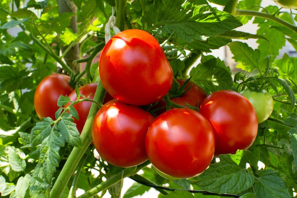 Tomatoes Vine 589985234 Helio4Eos IStock GettyImages