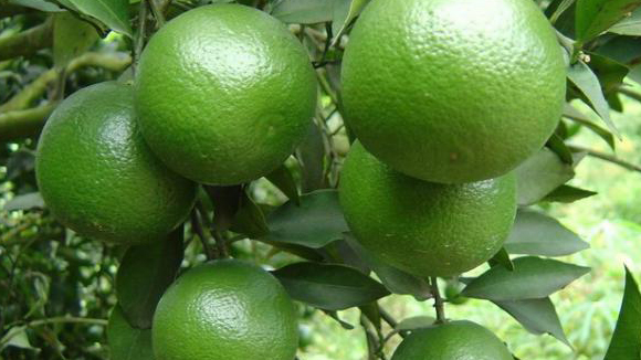 ផ្លែក្រូច