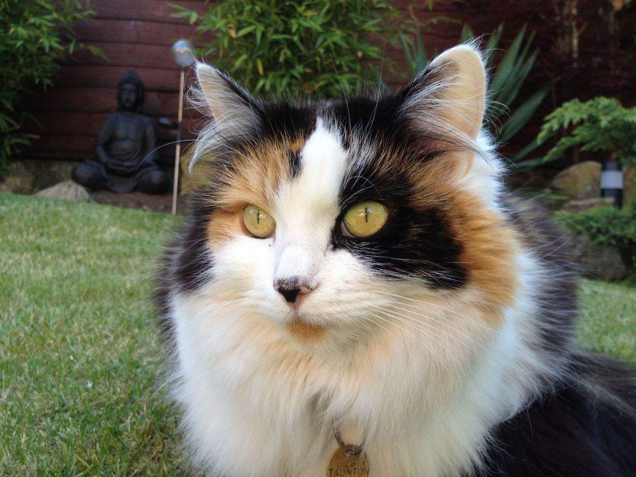 Beautiful Long Haired Multi Coloured Female Cat 5343d49274f97