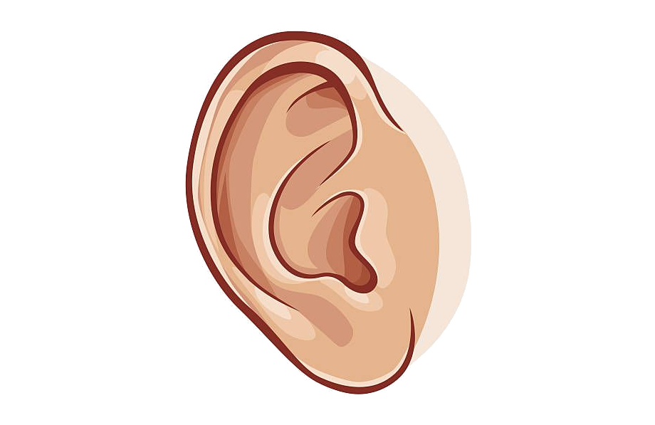 554 5540600_ear Collection Of Images High Quality Free Awesome