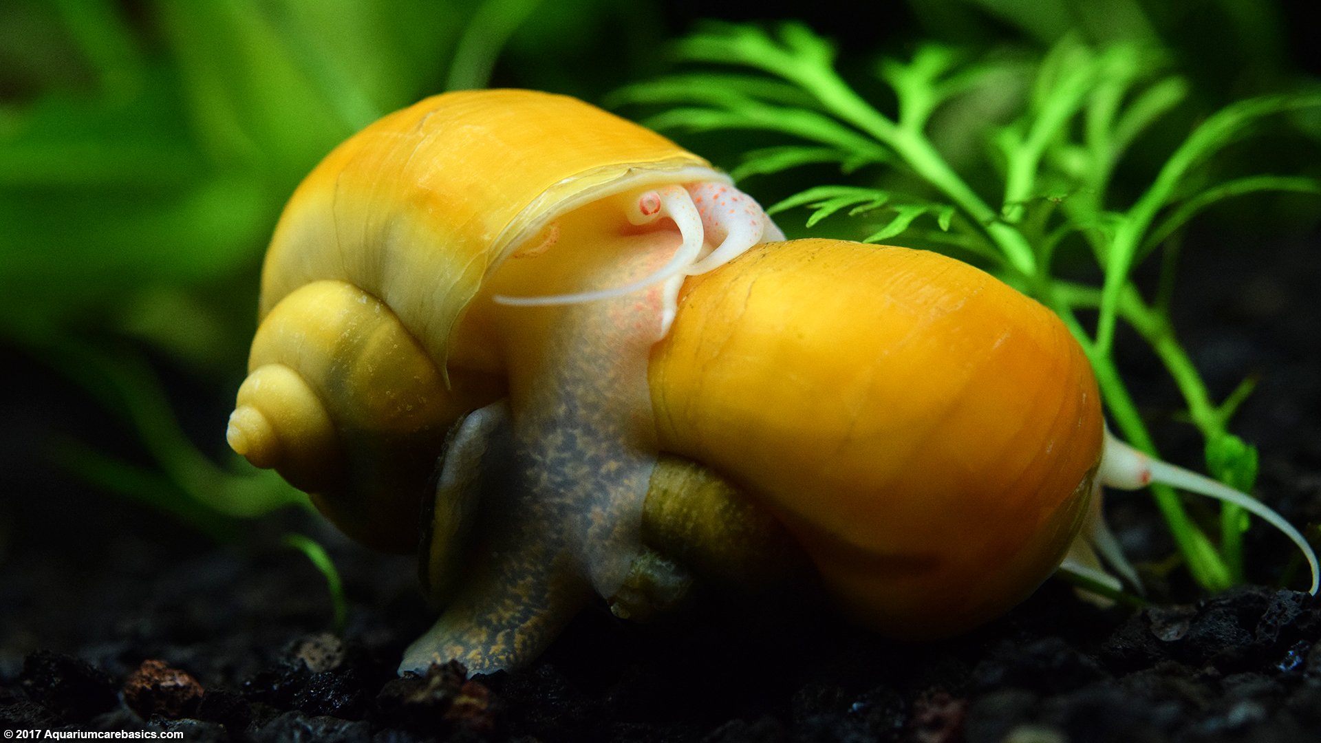 Gold Inca Snails Planted Aquarium