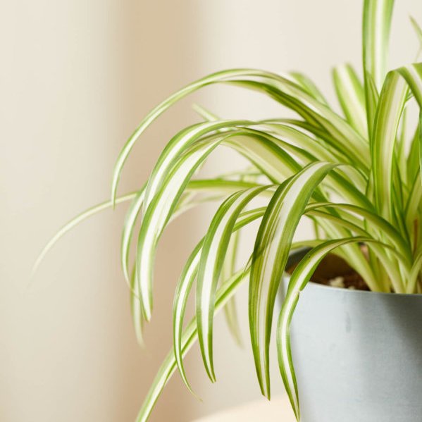 Bloomscape Spider Plant_detail 1 E1598641341111