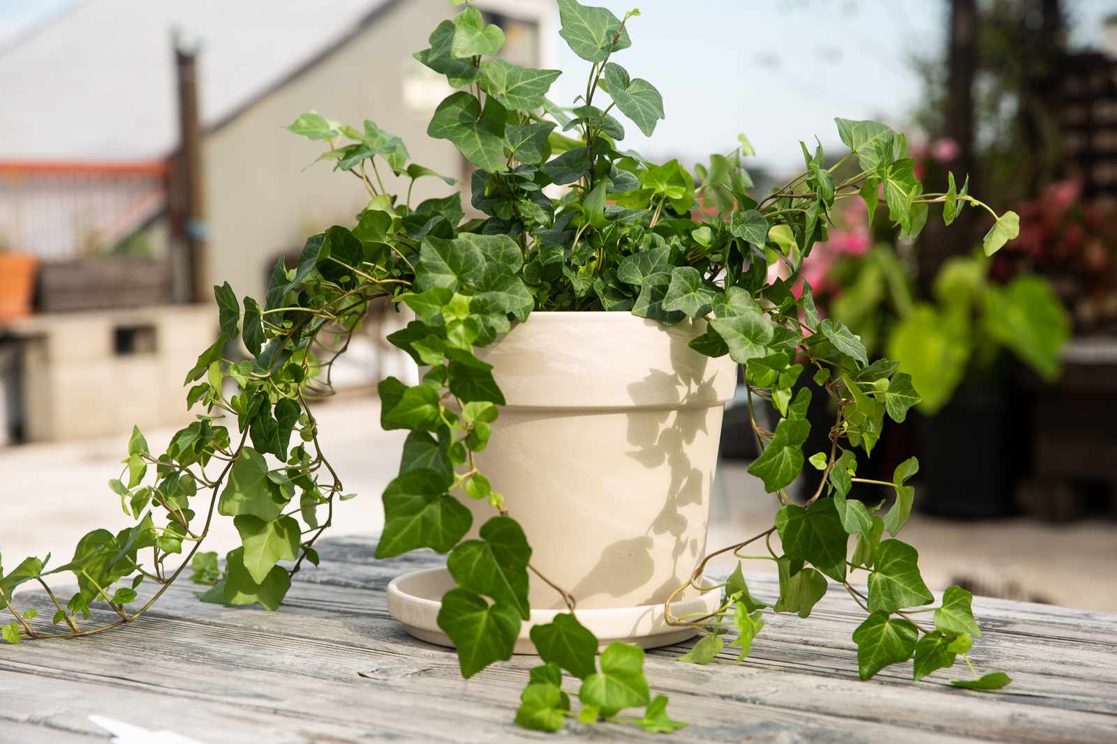 Grow English Ivy 1902763 Container 16876cb9812740519f11d361568e1fb0
