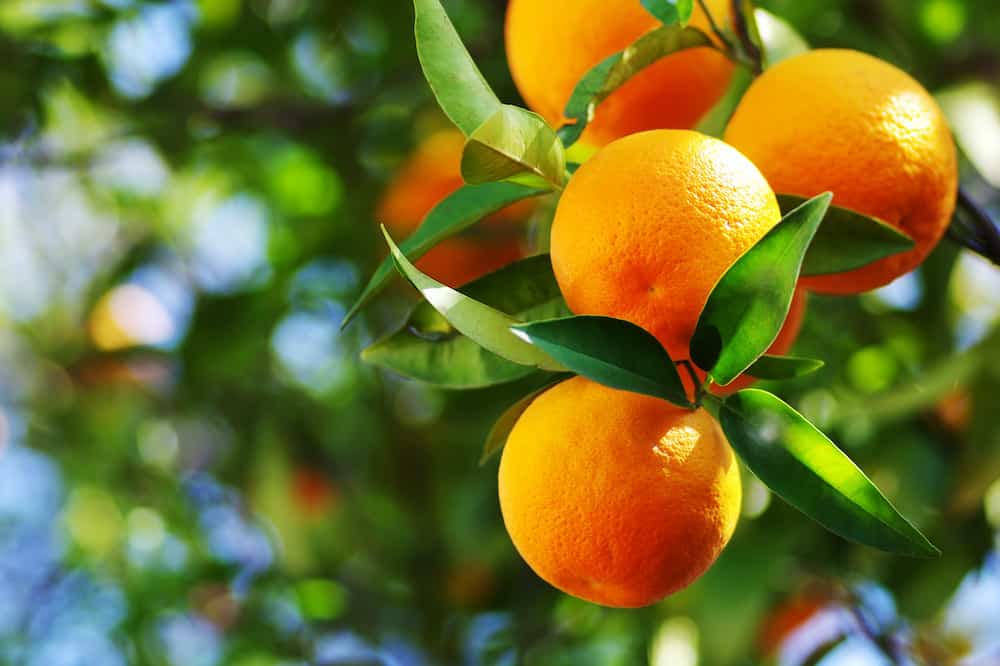 Types Of Oranges 1