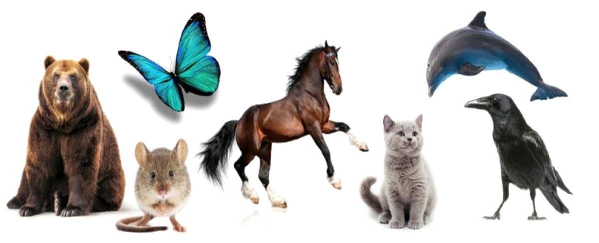 2021 07 30_AUSyuwN7GR.which Animal Would You Love To Transform