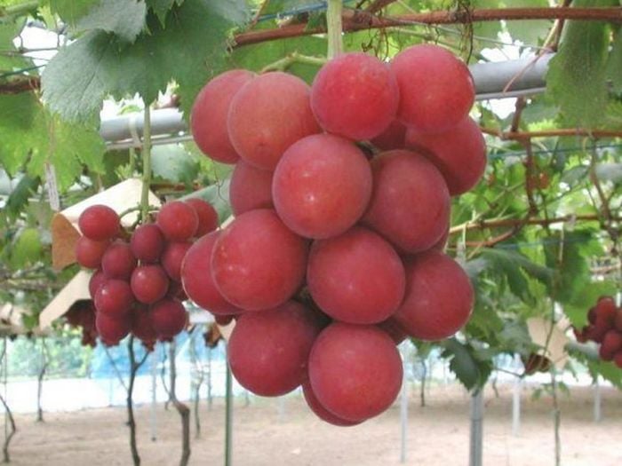 7 Loai Trai Cay Dat Hon Kim Cuong Co Tien Cung Chua Chac Mua Duoc 040591