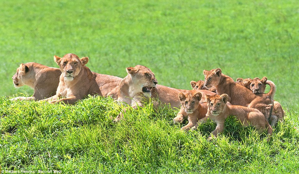 Cute Lion 01