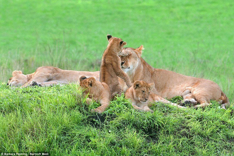 Cute Lion 02