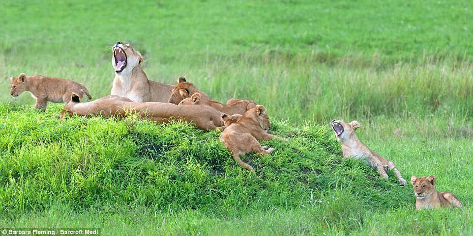Cute Lion 03