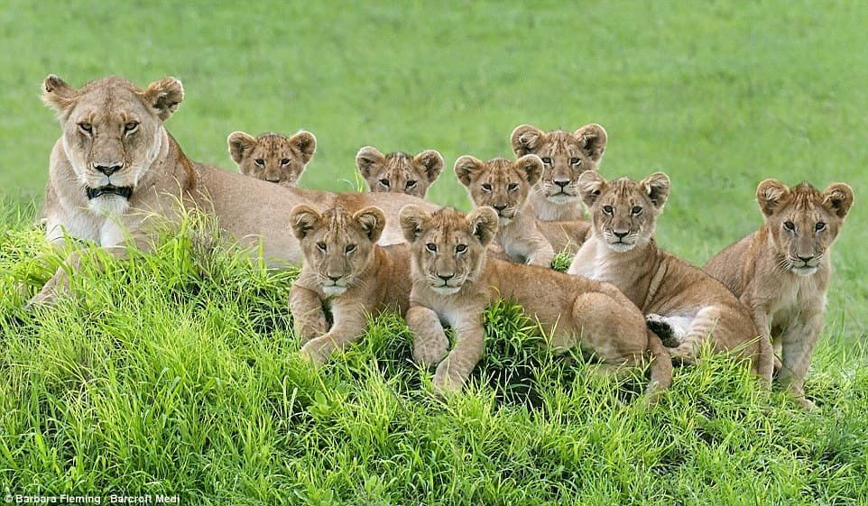 Cute Lion 04