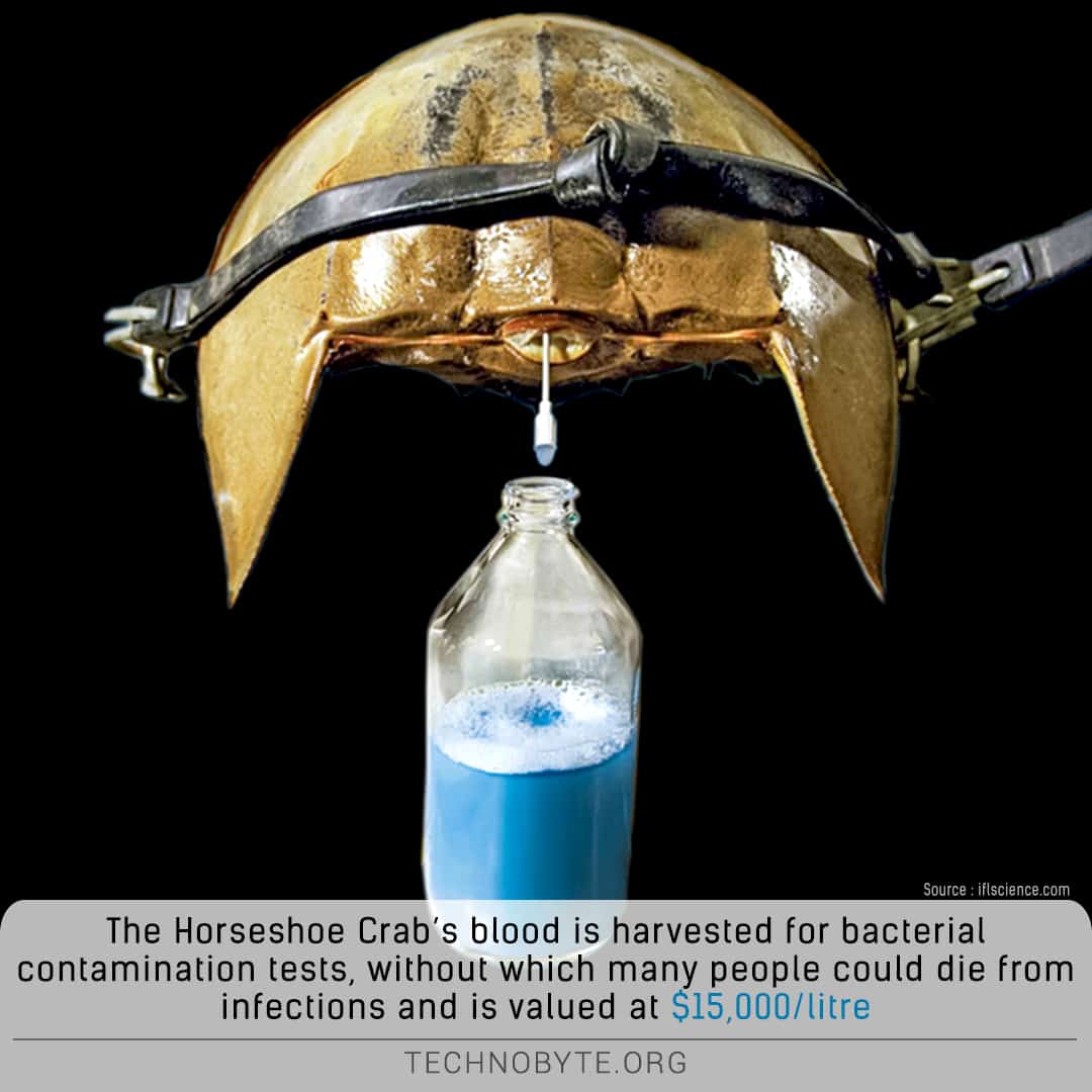 Horse Shoe Crab Fact 2