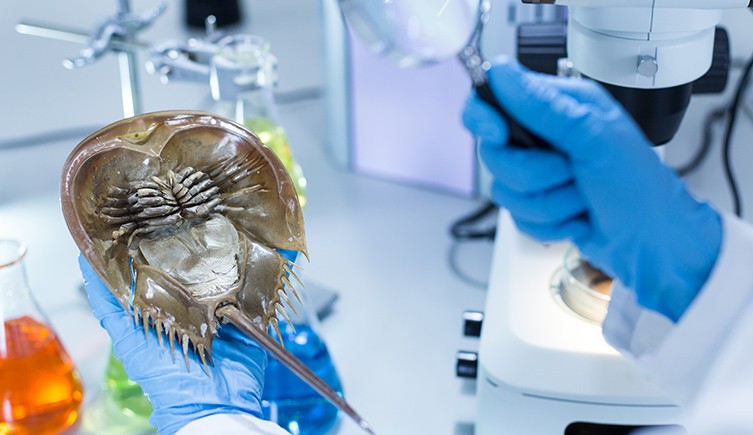 Horseshoe Crab Shutterstock Two Width.jpg.thumb_.768.768
