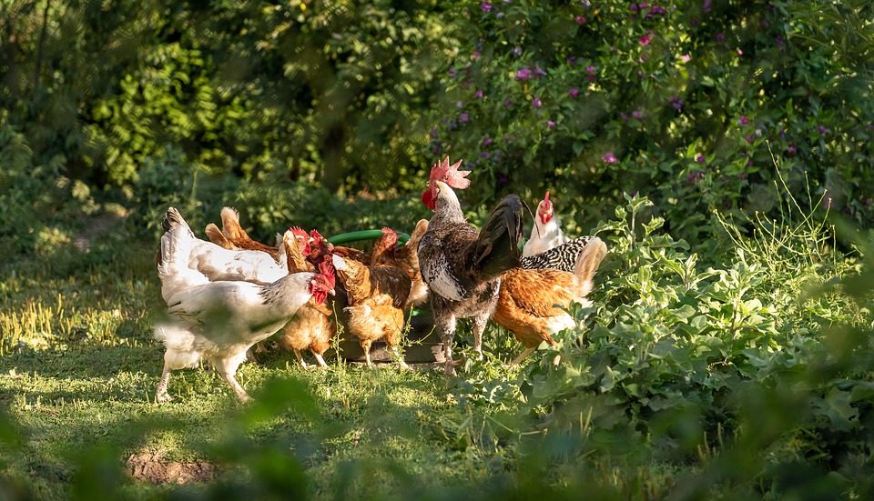 Chickens 3523594_960_720