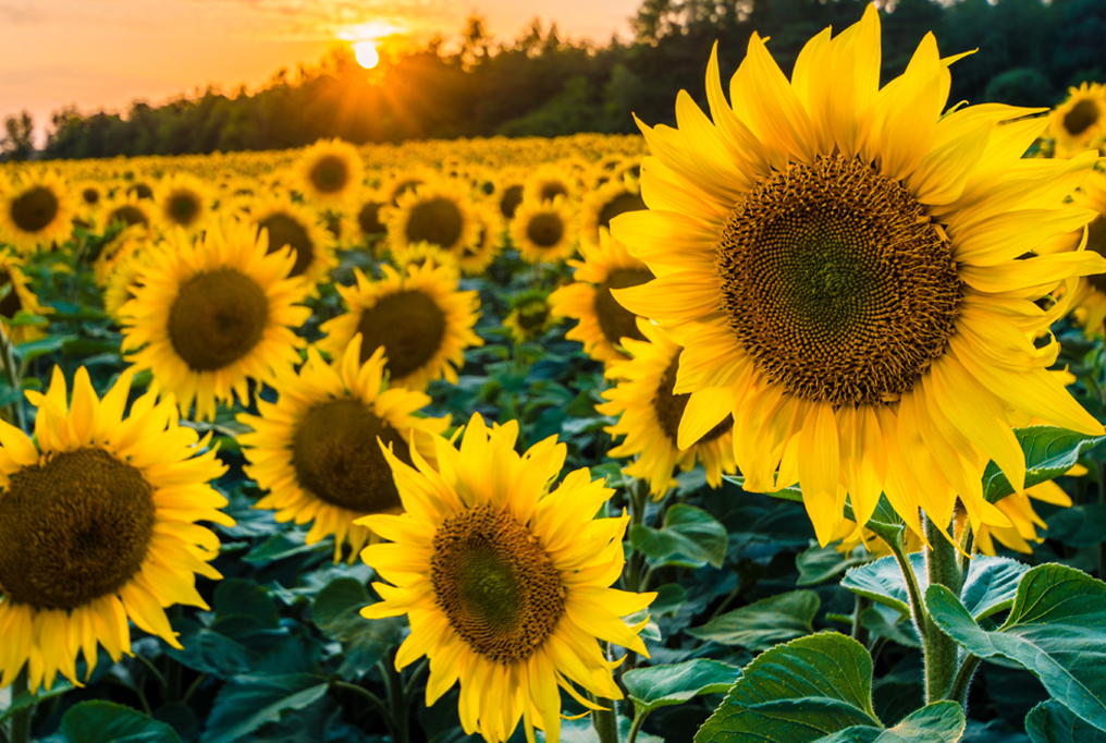 Black Oil Sunflower
