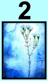 2022 01 13_V4xH4wYVD6.2 Chon Buc Tranh
