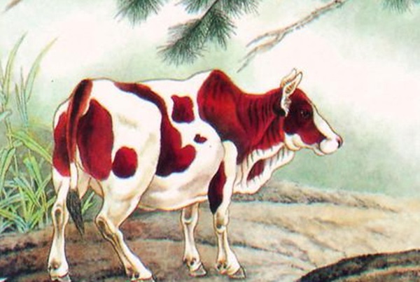 Tuoi Suu 1