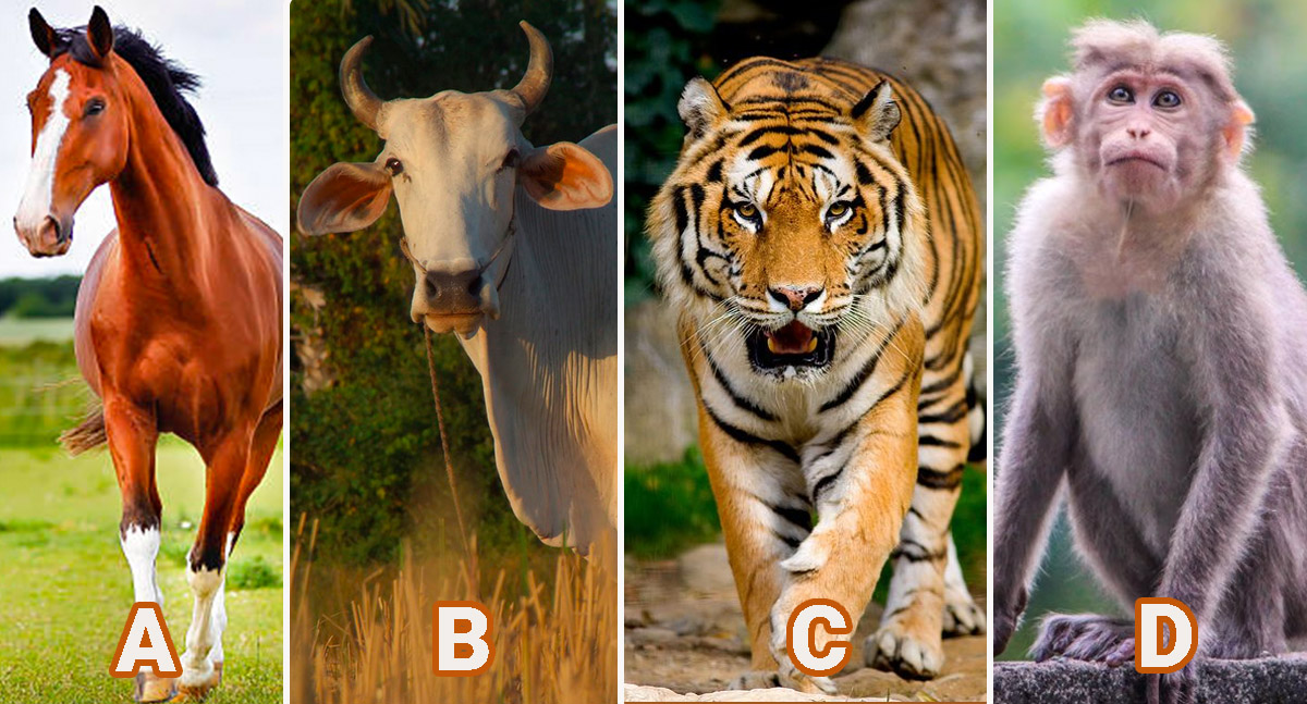 Animals