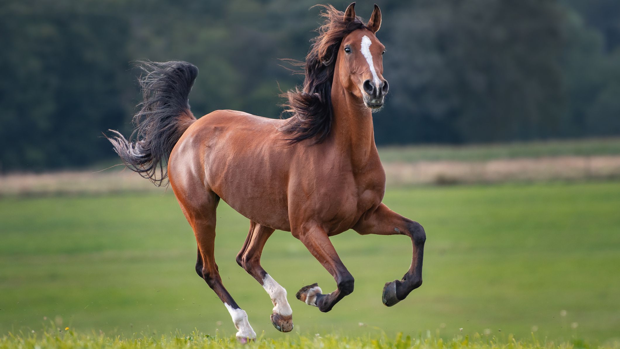 Horse.primary E9a47e1c486c4fb7bf729e05b59cf0df