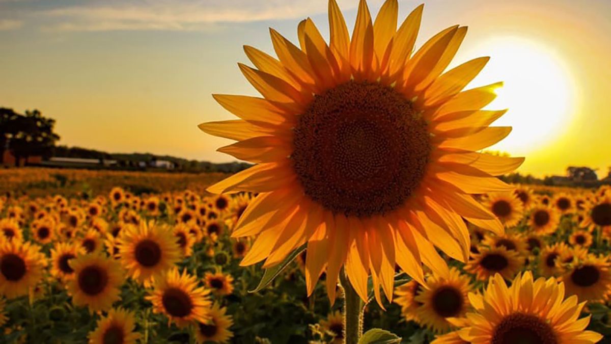 Https___cdn.cnn.com_cnnnext_dam_assets_200906155336 04 Thompson Farm Sunflowers