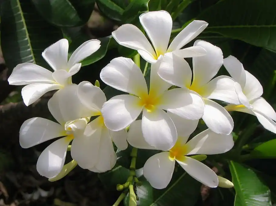 Jasmine Flower White Flower White