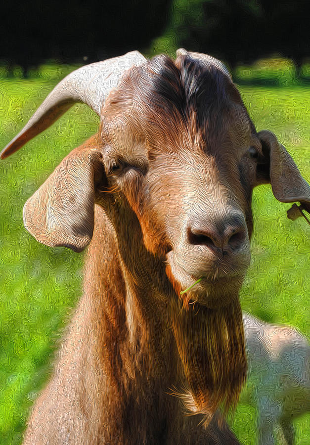 King Billy Goat Karen Lambert