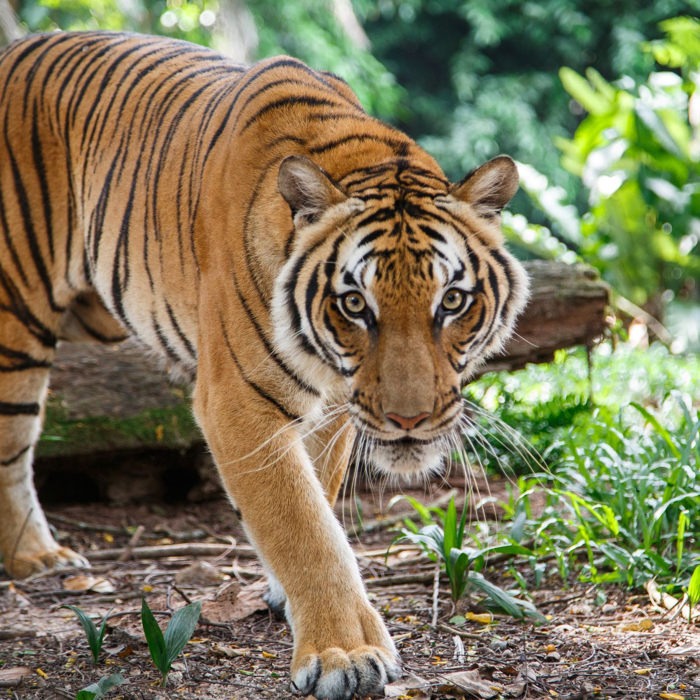 Malayan Tiger Is Walking Towards Viewer Lookig Straight 637036204 Da1e22cbb9d9493d95bc541eac4bb9aa