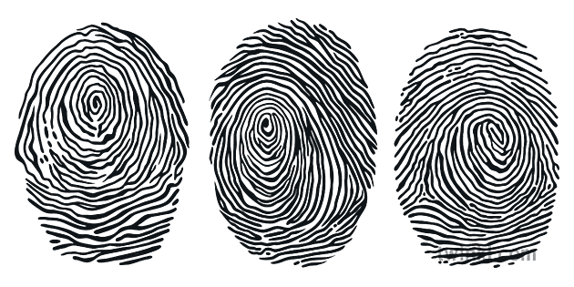 3 Different Whorl Fingerprints   Science Arch Loop Whorl Detective Crime KS3 KS4