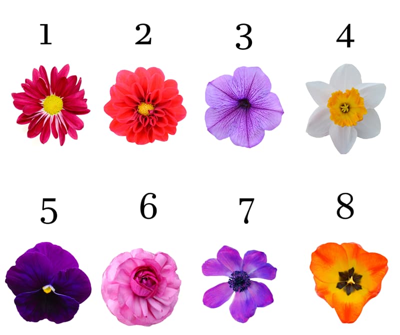 The Flower You Choose Will Say A Lot About Your Personality Among These Flowers Choose The One You Like Most