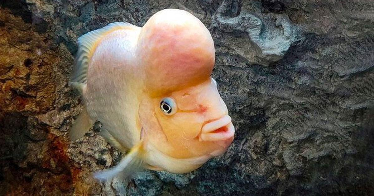 ៧