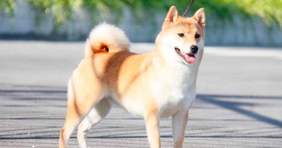 ២