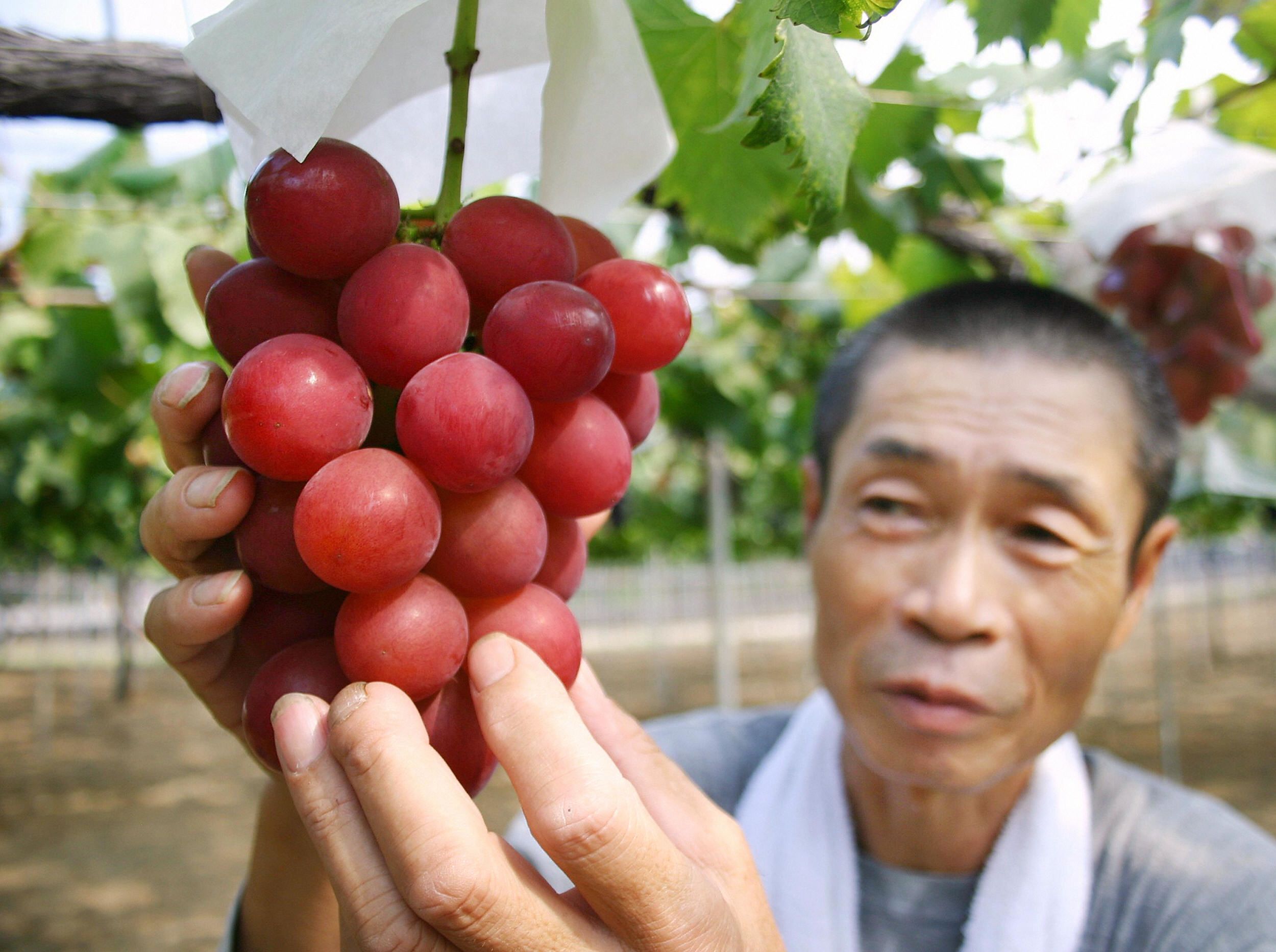 190710101446 Japan Ruby Roman Grapes 2