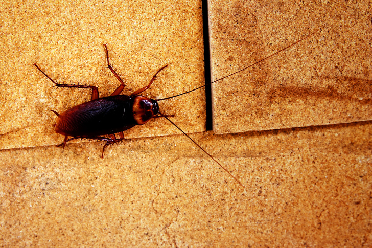 Cockroaches