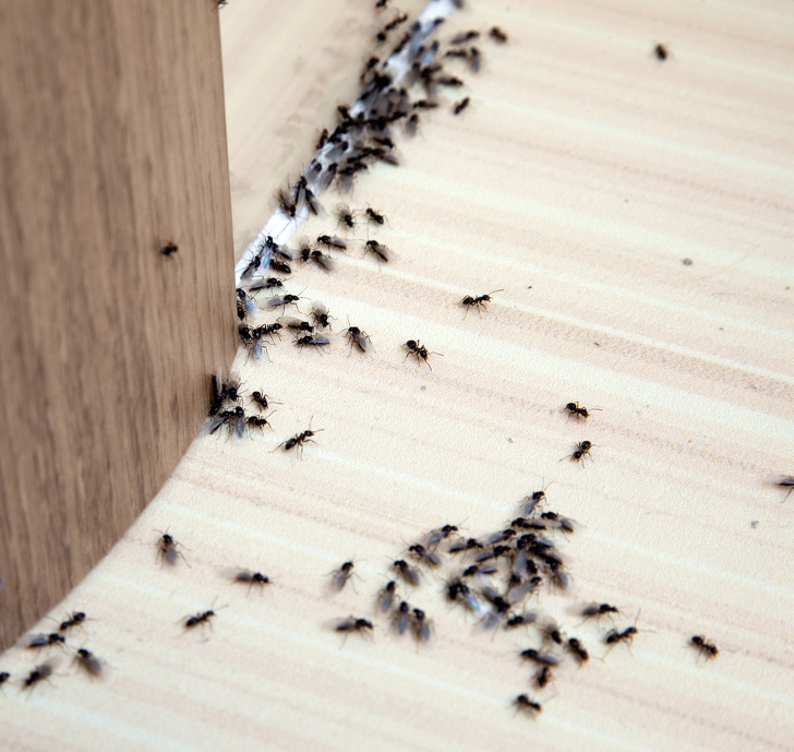 Ants In The House