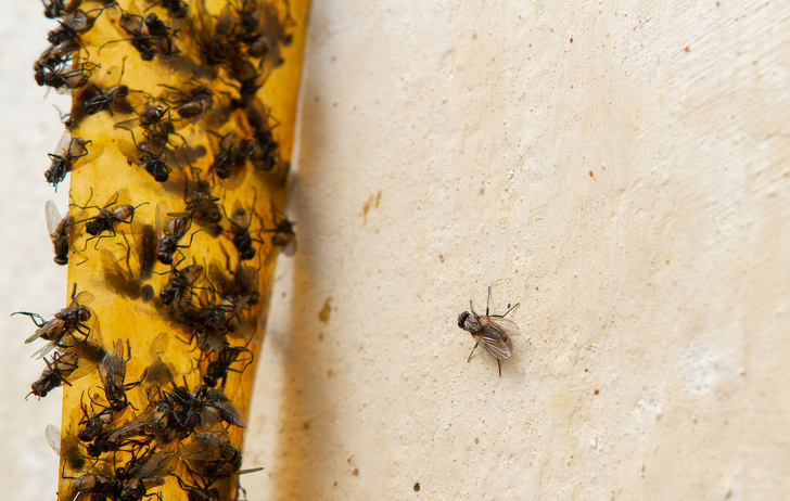 Sticky Flypaper With Glued Flies, Trap For Flies Or Fly Killing