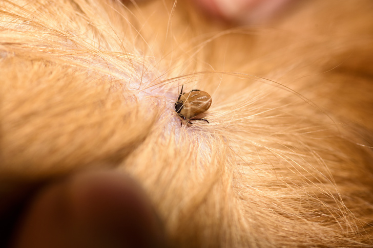 The Mite Bites A Reddish Dog