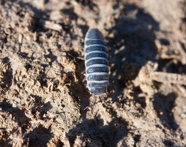 Closeup View Of A Woodlice Bug Walking On The Dirt.