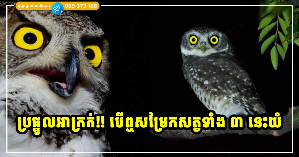 ប្រផ្នូលអាក្រក់! ចាស់ៗតែងនិយាយ បើឮសំឡេងសម្រែកសត្វទាំង ៣ នេះយំ ពុំមែនជារឿងល្អឡើយ ស៊យច្រើនជាងលាភ