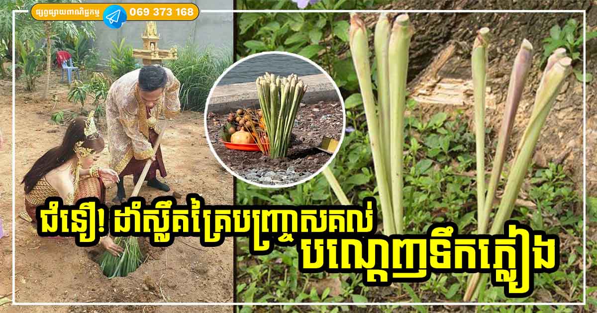 តស់! មកដឹងអំពីជំនឿដាំដើមស្លឹកគ្រៃបញ្ច្រាសគល់ ដើម្បីបណ្ដេញទឹកភ្លៀង តើអាចបញ្ចៀសបានពិតឬយ៉ាងណា?