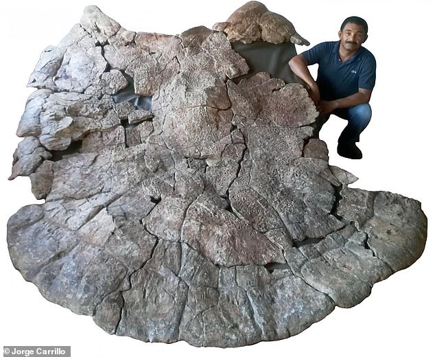 24653448 0 It_had_an_armoured_carapace_that_could_have_been_used_in_fights_ A 55_1581521823469