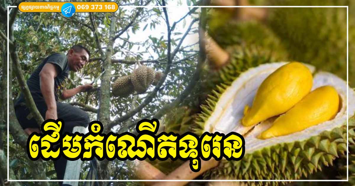 យល់ដឹងពីដើមផ្លែទុរេន! ទុរេនមានដើមកំណើតមកពីប្រទេសណា? ខ្មែរយើងដាំដើមទុរេននៅខេត្តណាដំបូងបំផុត?