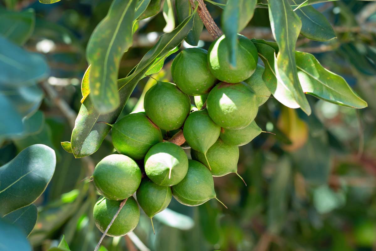How To Grow And Care For A Macadamia Nut Tree Featured