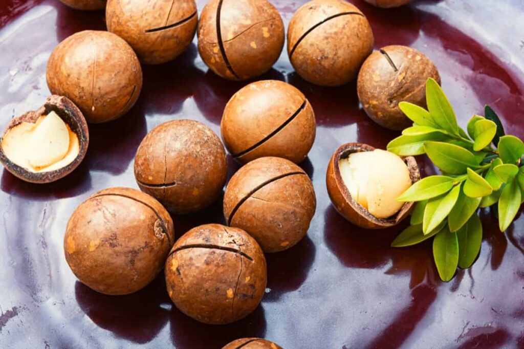 Macadamia Nuts Cultivation4 1024x682