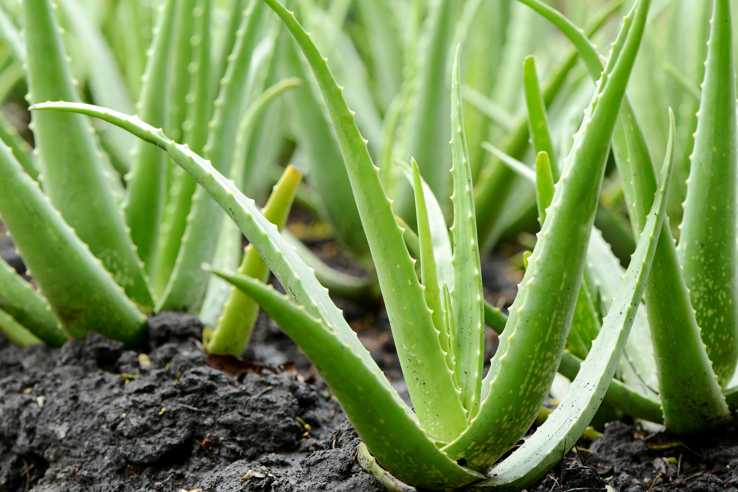 Aloe Vera Plant Outside Jpg 1522875135