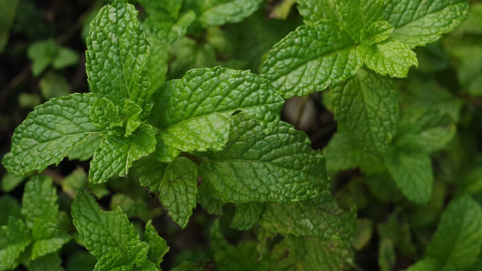 Hgic_herb_mint_1600