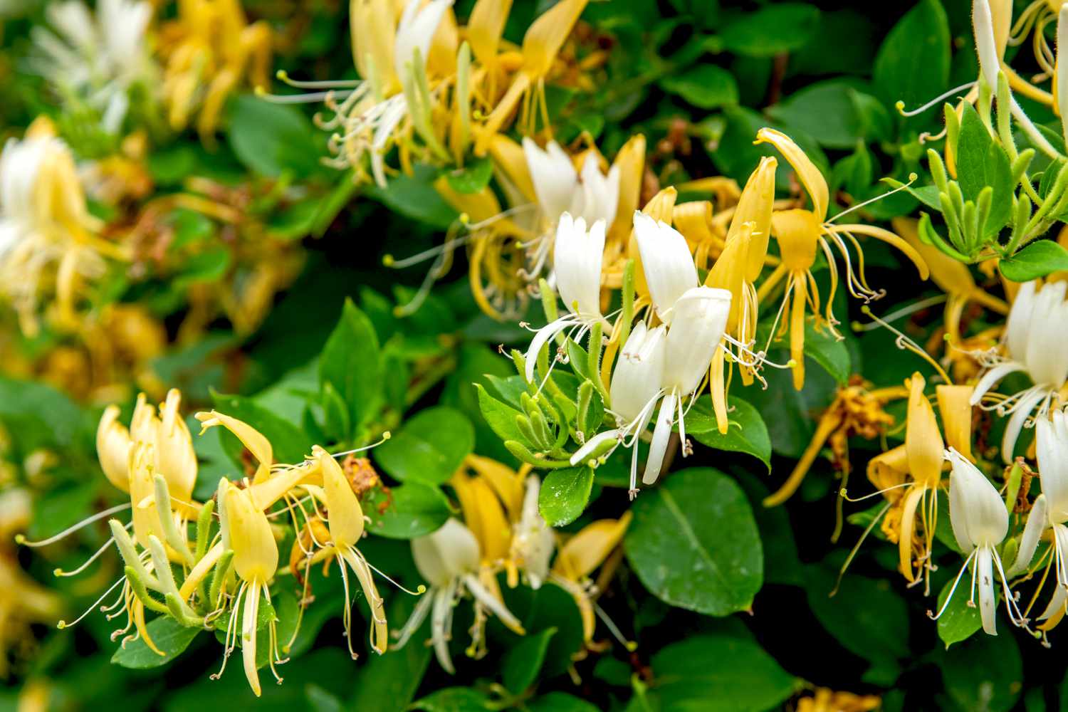 Japanese Honeysuckle Vines 2132890 05 3ac7f6ca3359418b932dcac1fb7b3010