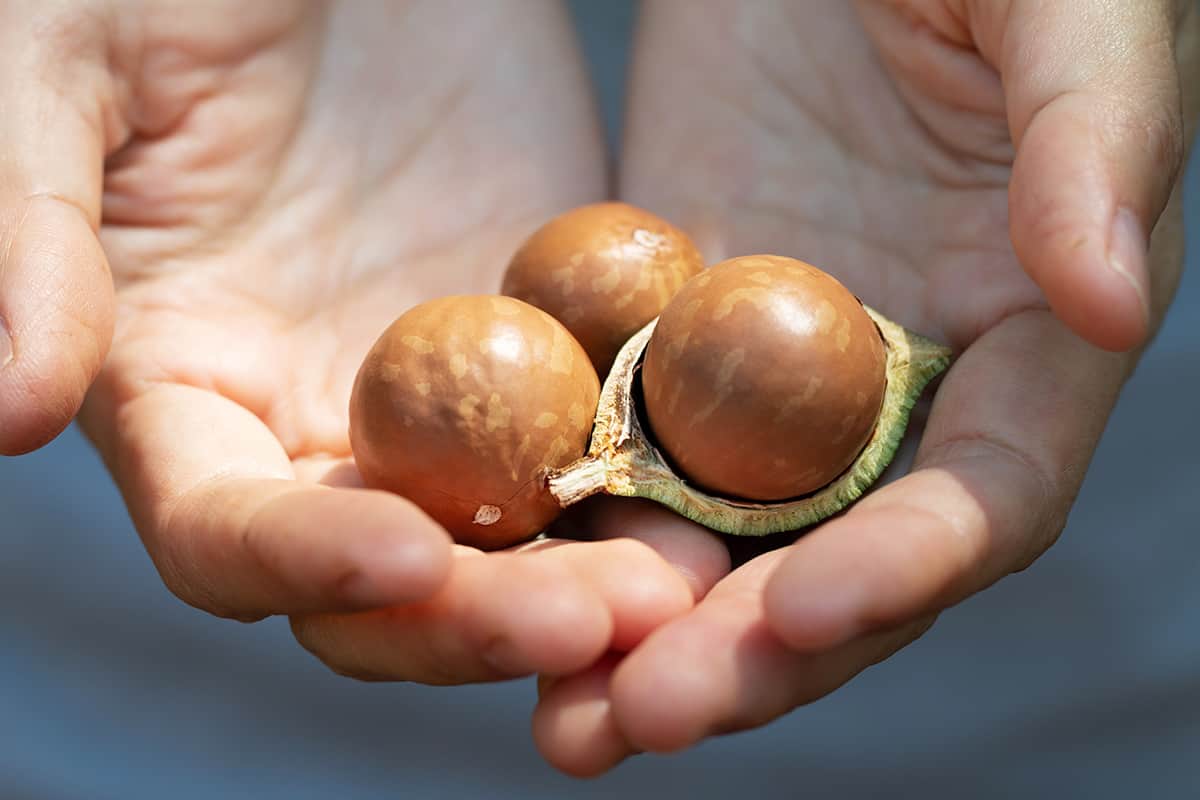 Macadamia Nuts