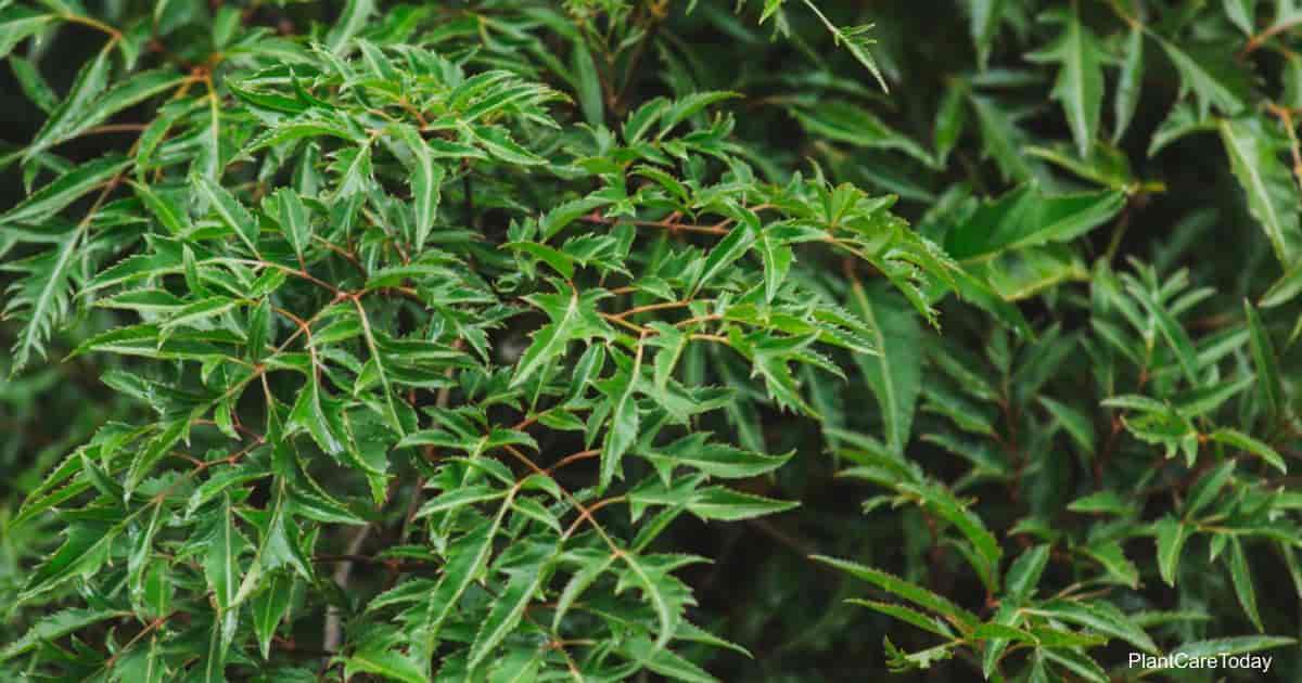 Ming Aralia Polyscias Fruticosa T1 Min