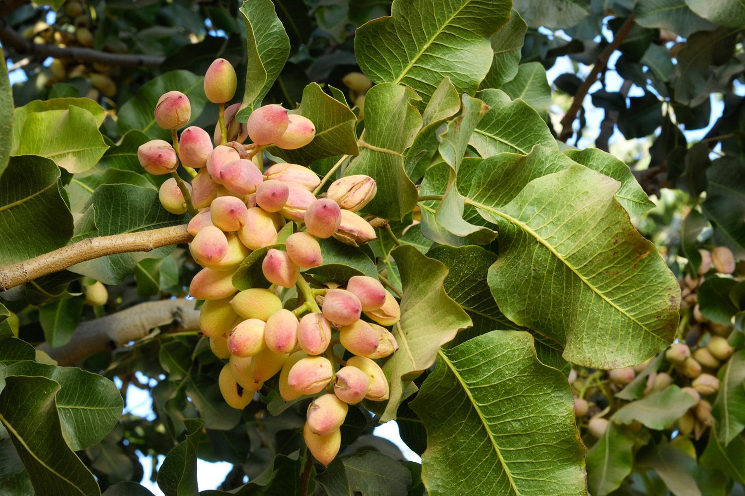 Pistachio Tree Bhg GettyImages 157742452 Ce28b1b9bec34307b95d1e715afb23f9